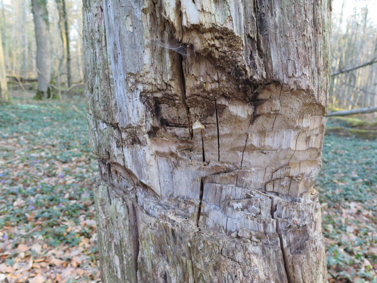baum298einschlaege.jpg