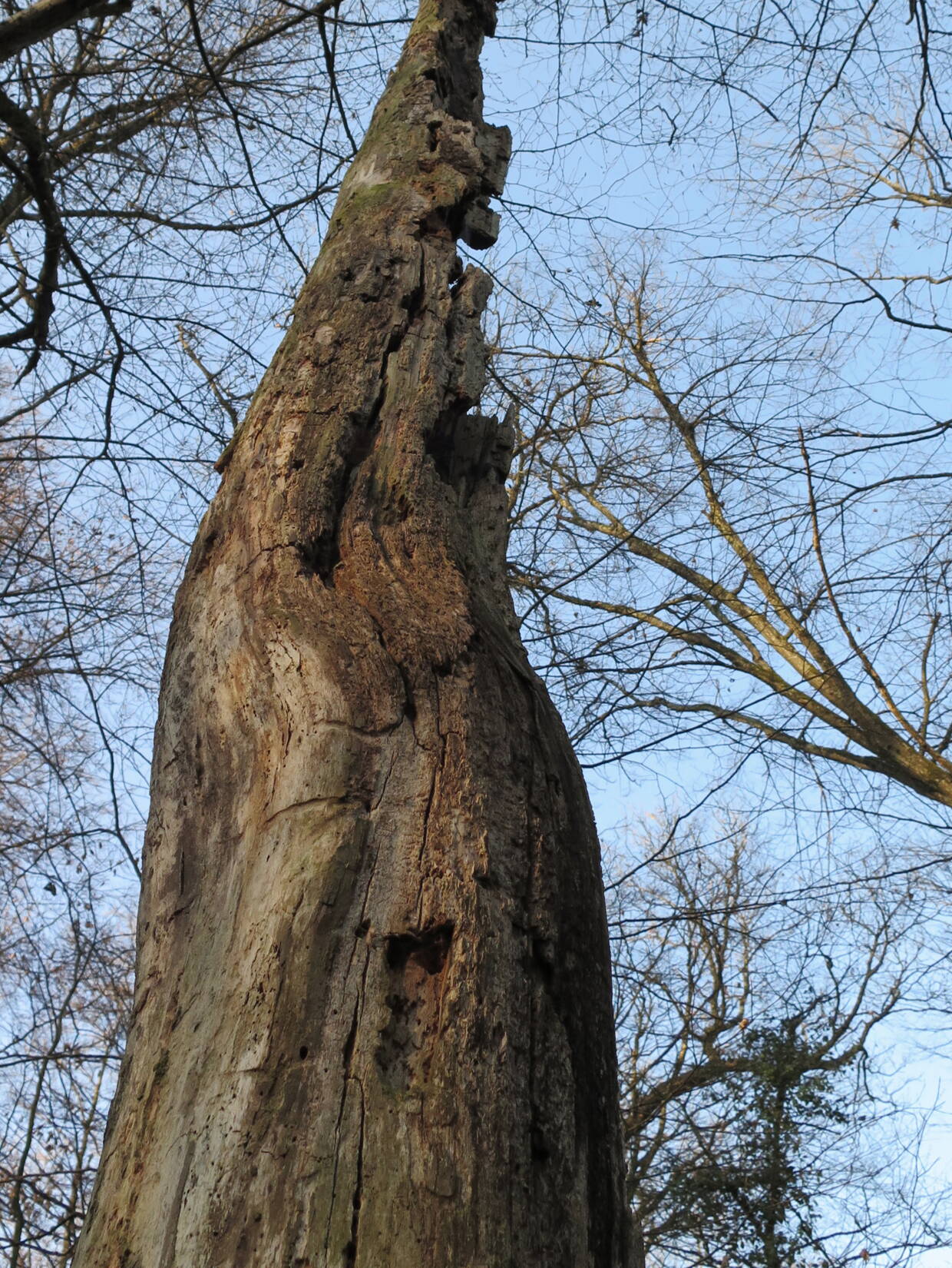baum298_lichtung_kweb2.jpg