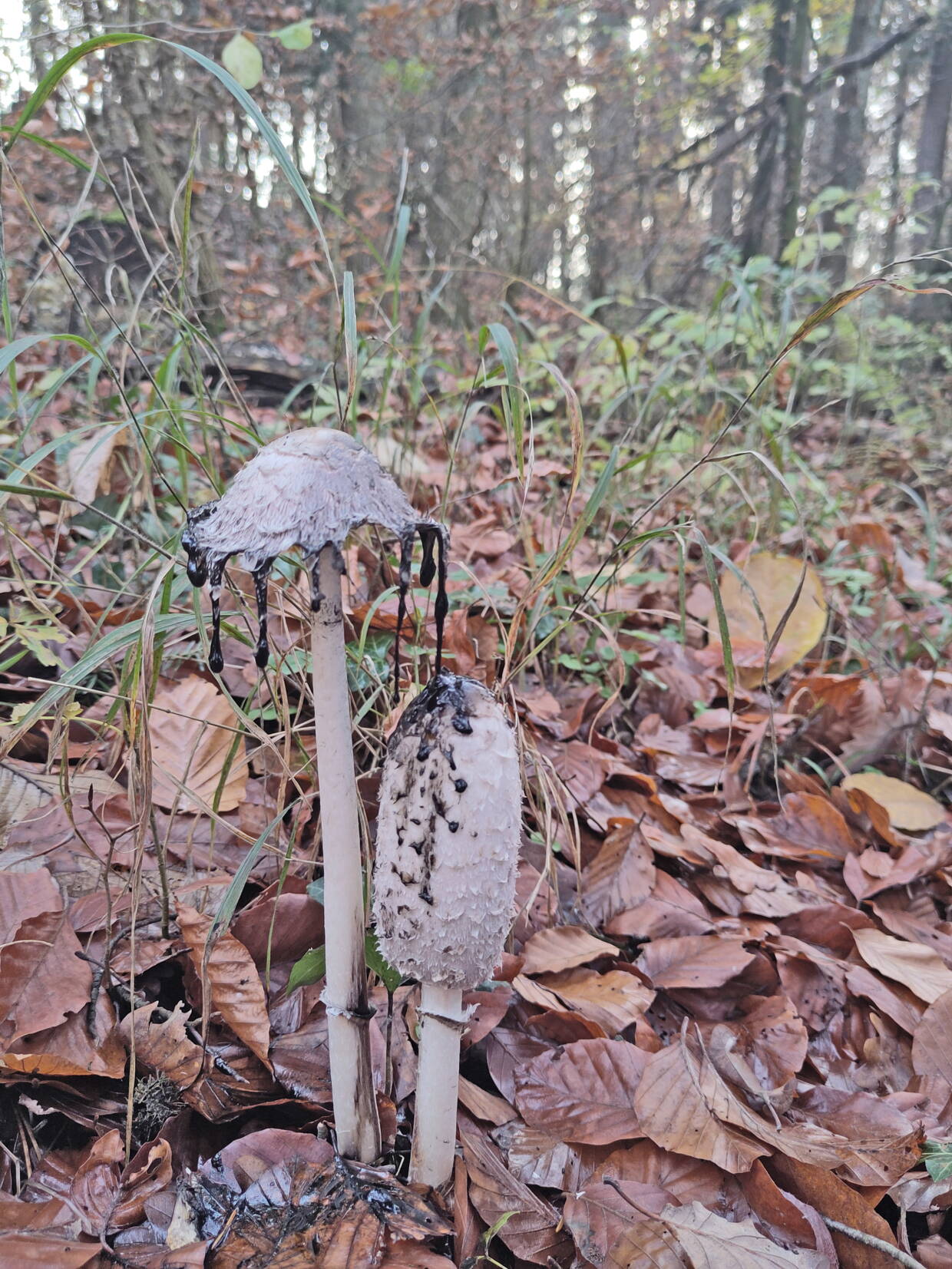 pilz_bearbeitet.jpg pilz_bearbeitet.jpg