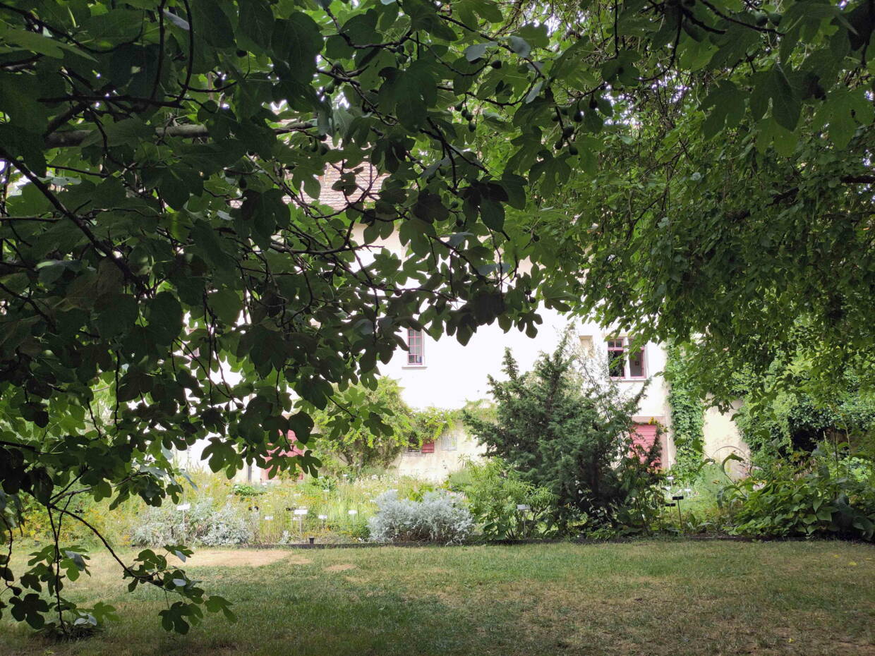 klostergartenbaumueberdachungweb.jpg klostergartenbaumueberdachungweb.jpg